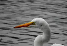 K1600_DSCN0733.webp