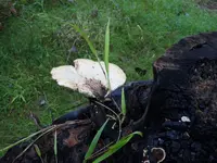 K1600_DSCN0743.webp
