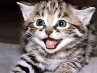kk.webp