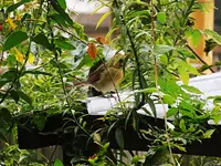 DSCN2170.webp