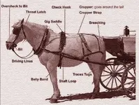 Harness Nomenclature.webp