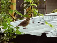 DSCN2171.webp