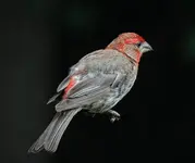 K1600_036.webp