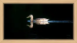 009.webp