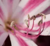 BeeEyeViewYuscaran.webp