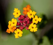 DSC_0021.webp