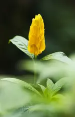 DSC_0089a.webp