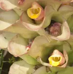 DSC_0555a.webp