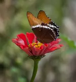 DSC_0851.webp
