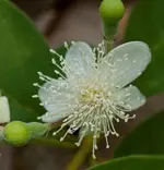 GuavaBlossomFruit.webp