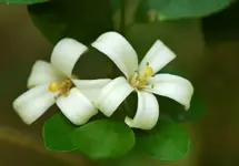 JungleFlowersYuscaran.webp