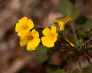 TinyFlowersYuscaran.webp