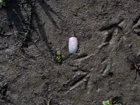 K1600_022.webp
