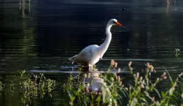 K1600_012.webp