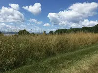 field shot.webp field shot.webp