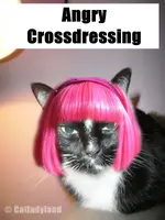 cosmo-crossdressing-cat-funny-comic.webp cosmo-crossdressing-cat-funny-comic.webp