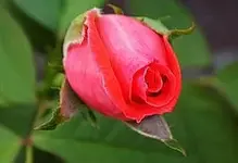 ROSE.webp