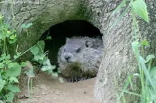 000000groundhog.webp