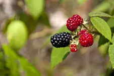 Moras.webp Moras.webp