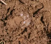 Merc - dirt.webp