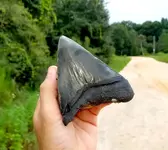 BigTooth.webp