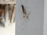 DSCN7138_1.webp