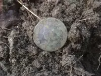 Conn dirt.webp