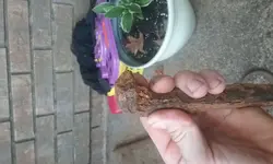 20181004_181749.webp