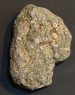 fossils7.webp