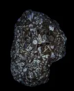 fossils8.webp