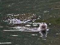 00677.webp