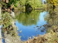 walk 101418 4.webp