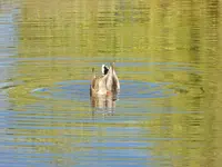 walk 101418 5.webp