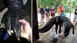 alligator.webp