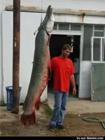 Jr Stafford Ms. state record alligator gar 220 lbs.webp
