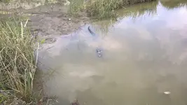 gator.webp