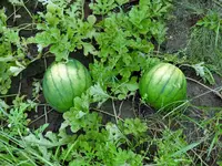 K1600_DSCN0196.webp