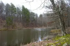 pond 2.webp