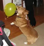 Almost got it.webp