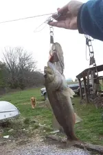 fish.webp