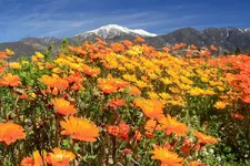 flowers1.webp