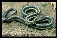commongartersnake.webp