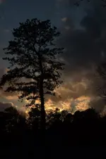 Picture 003.webp