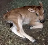cowcalf4.webp