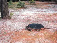 Snapper.webp