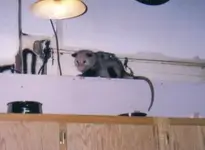 possum stu.webp