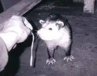 possum stu 2.webp