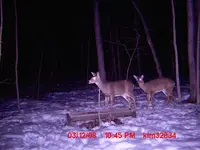 trail4.webp