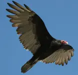 cathartes aura.webp