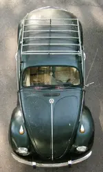 zachs bug.webp